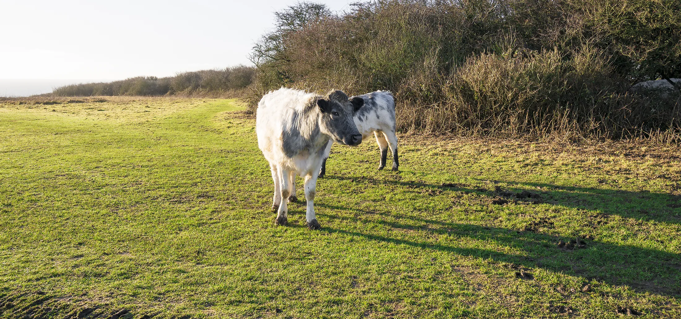 2 cows